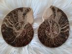 Couple d'ammonite polie taillée : calamar fossile, Fossile, Enlèvement ou Envoi