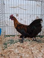 Ardennais Nains, Dieren en Toebehoren, Pluimvee