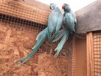 Halsbandparkieten, Dieren en Toebehoren, Meerdere dieren, Parkiet, Geringd