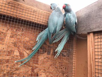 Halsbandparkieten beschikbaar voor biedingen