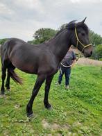 3 jonge paarden te koop, Dieren en Toebehoren, Paarden, Gechipt, Minder dan 160 cm, 0 tot 2 jaar, Meerdere dieren