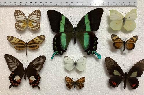 Lot VLINDERS aan halve prijs, Dieren en Toebehoren, Insecten en Spinnen