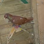 Choco meulemansduif., Dieren en Toebehoren, Mannelijk, Postduif
