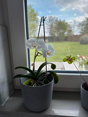 Witte orchidee, Huis en Inrichting, Kamerplanten, Ophalen, Minder dan 100 cm