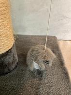 Krappaal katten, Dieren en Toebehoren, Ophalen, Zo goed als nieuw, X, X