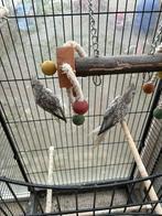 Valkparkieten, Plusieurs animaux, Perruche, Domestique