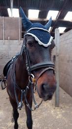 Halve stal aangeboden, Dieren en Toebehoren, Paarden, Ruin