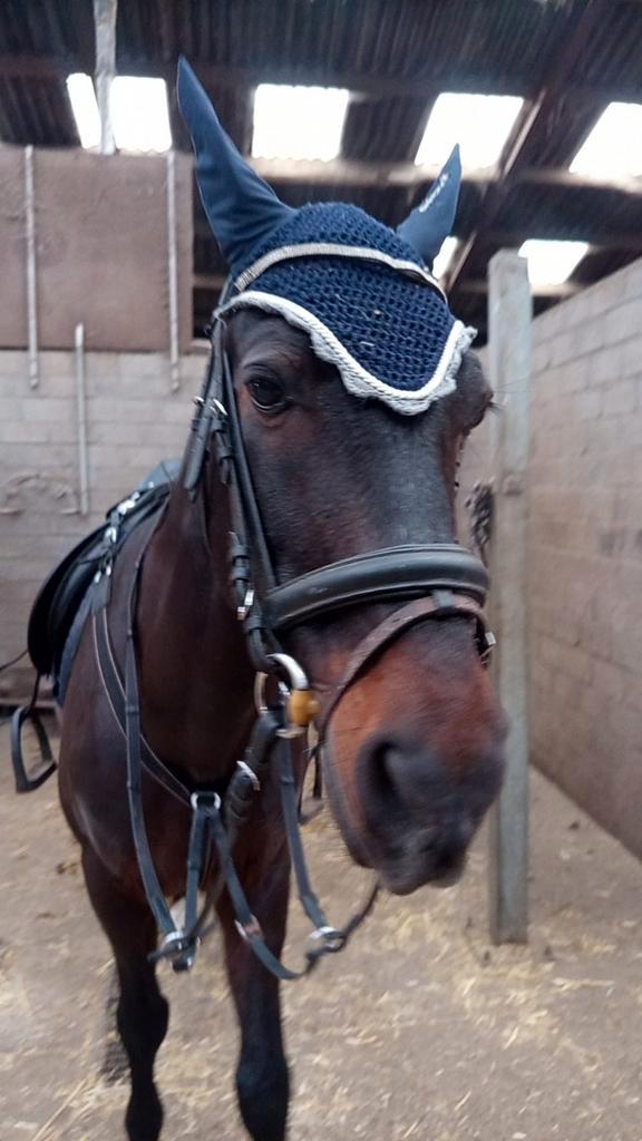 Halve stal aangeboden, Dieren en Toebehoren, Paarden, Ruin