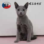 Blauwe Rus kittens – smaragdgroene Oogjes, Blauwe Vacht, Meerdere dieren, Gechipt, 0 tot 2 jaar