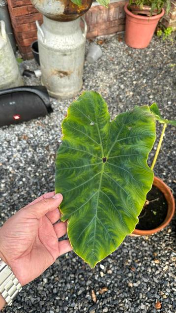 Colocasia gaoligongensis