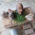 Dwergkonijntjes 6 weken oud, Dieren en Toebehoren, Konijnen, Dwerg
