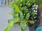 Musa blue java bananenplant, Tuin en Terras, Planten | Tuinplanten, Ophalen