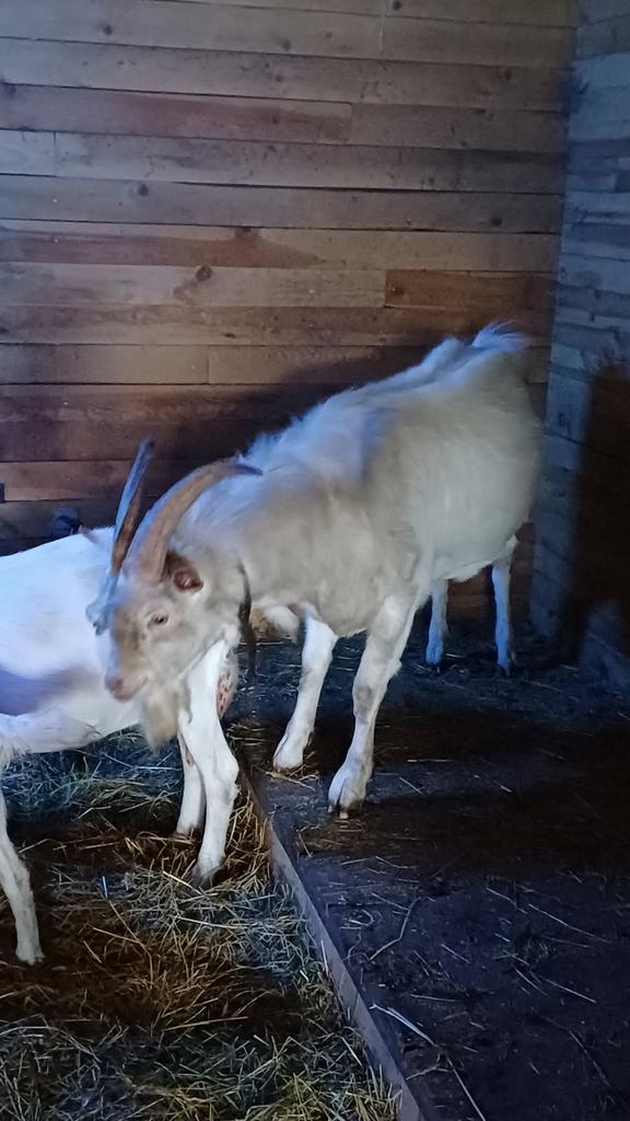 Saanendekbok, Dieren en Toebehoren, Schapen, Geiten en Varkens, Geit, Mannelijk, 0 tot 2 jaar
