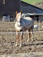 Jeune appaloosa oc 2 ans, Dieren en Toebehoren, Paarden, Minder dan 160 cm, B, Ruin, 0 tot 2 jaar