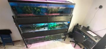 aquarium stelling 6 aquaria incl pomp voor 6 aquaria beschikbaar voor biedingen