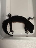 1.2Gecko Leopard pur blacknight 2025, Dieren en Toebehoren, Reptielen en Amfibieën