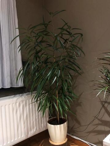 Grote gezonde sierlijke kamerplant Dracaena Reflexa beschikbaar voor biedingen