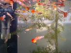 Prachtige jonge guppies te koop. Vuur/tijger, Dieren en Toebehoren, Vis, Zoetwatervis