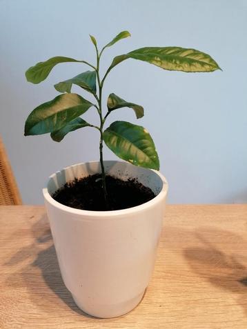 Citroenplantje met pot, geurende bladeren beschikbaar voor biedingen