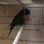 Lori blauwberg, Geslacht onbekend, Geringd