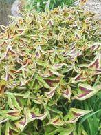 Persicaria Microcephala ‘Red Dragon’, Ophalen