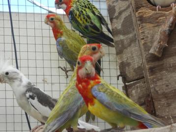 rosellas gold, Plusieurs animaux, Perruche
