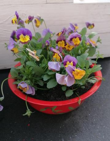 Terras, zomerplanten, gevulde caspots beschikbaar voor biedingen