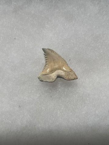 dent de requin fossile de Bone Valley Hemipristis Serra, Collections, Envoi, Fossile