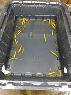 Gele sakura/golden back garnalen met rugstreep! (high grade), Animaux & Accessoires, Poissons | Poissons d'aquarium, Homard, Crabe ou Crevette