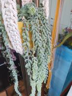 Sedum morganianum, Ophalen
