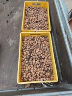 okkernoten, Enlèvement