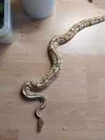 Ball python mannetje, Serpent, Domestique, 3 à 6 ans