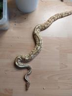 Ball python mannetje, Slang, Tam, 3 tot 6 jaar