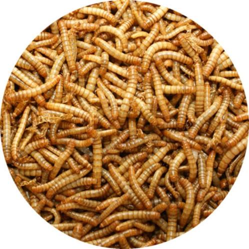 Koivoer | Meelwormen | 5 kg (27 liter), Tuin en Terras, Vijver-toebehoren, Nieuw, Ophalen of Verzenden
