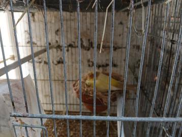 Gloster-koppel, Dieren en Toebehoren, Mannelijk, Postuurkanarie