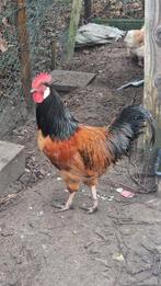 Haan, Dieren en Toebehoren, Pluimvee