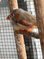 Zebravinken te koop, Dieren en Toebehoren, Meerdere dieren, Tropenvogel, Geringd