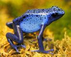 dendrobates tinctorius, Ophalen