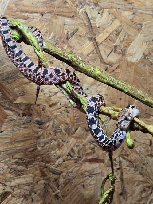 Jonge stierslangen nakweek 2025, Dieren en Toebehoren, Reptielen en Amfibieën