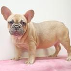 Franse Bulldog - pups te koop, Dieren en Toebehoren, Honden | Chihuahua's en Gezelschapshonden, CDV (hondenziekte), Meerdere, Meerdere dieren