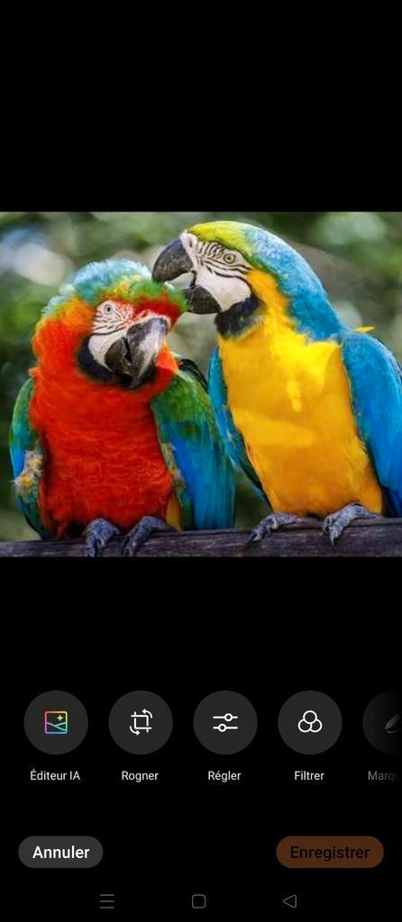 recherche bb Ara chloroptère

ou bb ararauna-Ik ben op zoe, Animaux & Accessoires, Oiseaux | Perruches & Perroquets