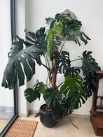 Monstera plant, Maison & Meubles, Plantes d'intérieur, En pot, Plante verte, 150 à 200 cm, Enlèvement