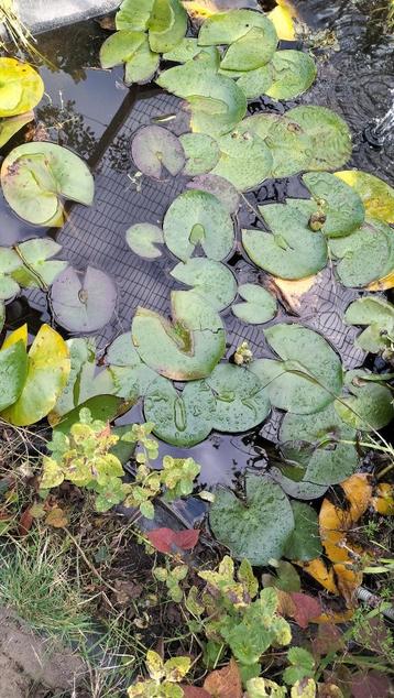 Vijverplanten beschikbaar voor biedingen