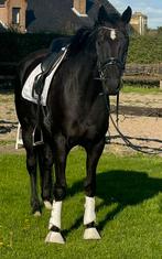 5 jarige merrie van Lord Europe, Dieren en Toebehoren, Paarden, Merrie, L