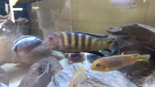 Verschillende soorten malawi, mooie kwaliteit!, Dieren en Toebehoren, Vissen | Aquariumvissen