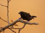 Borneobronzeman - Lonchura fuscans, Dieren en Toebehoren, Mannelijk, Tropenvogel, Geringd
