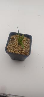 agave vic reg varig, Huis en Inrichting, Vetplant, Ophalen of Verzenden, Minder dan 100 cm, Volle zon