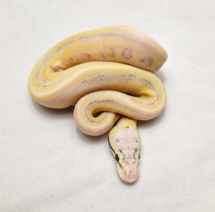 Enchi Leopard Super Pastel Gstripe koningspython vrouw, Animaux & Accessoires, Reptiles & Amphibiens, Serpent, 0 à 2 ans, Domestique