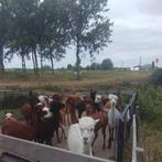 alpaca merries, Dieren en Toebehoren, Schapen, Geiten en Varkens