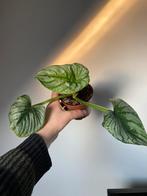 Philodendron mamei, Huis en Inrichting, Kamerplanten, Ophalen